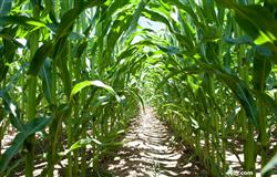 玉米地使用化学除草需注意？