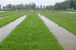 水稻育秧田如何用化学除草