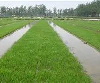 水稻育秧田如何用化学除草