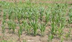 玉米地用化学除草需注意什么？
