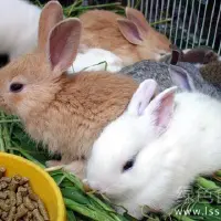 高温会引发家兔死亡如何在高温天气安全饲养家兔
