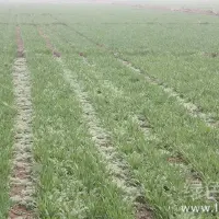 危害严重麦田杂草生长防治措施