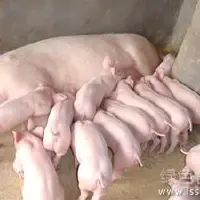 保证新生仔猪产出母猪分娩期的管理要求