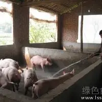 农家养猪哪些错误经验应该纠正