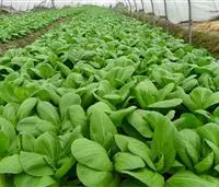 种植蔬菜怎么使用有机肥？