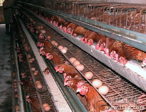 高温使蛋鸡产蛋量下降如何防治蛋鸡的热应激