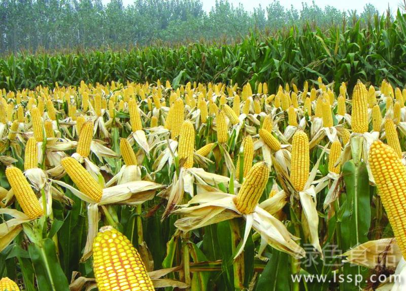 玉米适时晚收效果好可改善品质增加产量