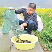 稻田里养泥鳅的方法及其防病措施