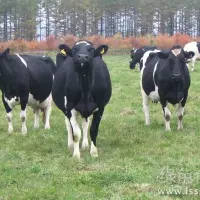 饲料保量更要保质奶牛高产新喂法
