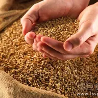 小麦留种关系明年收成如何做好小麦留种工作
