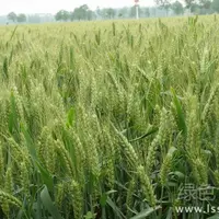 冬小麦各生育时期的耗水情况分析