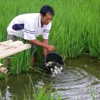 稻田养鱼养鱼绿色模式如何做好稻田养鱼管理