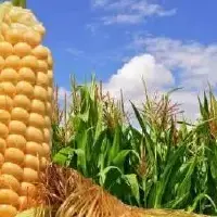 目前正处于青黄不接的时候 玉米价格在这个七月份或将小幅度上涨