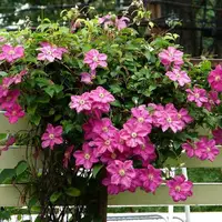 这3种花 特别能爬 种一颗 爬满阳台 枝叶所到之处皆有花