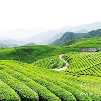 无污染纯天然有机茶种植栽培技术简介