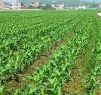 有机肥对玉米生长有哪些作用
