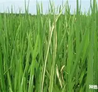 水稻有哪些常见病虫害？