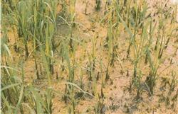 水稻种子消毒方法有哪些？