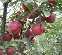 什么温度适合种植苹果树