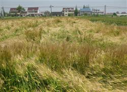 大麦种植：大麦倒伏怎么防止？
