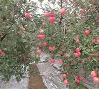 苹果树什么时候施肥好？