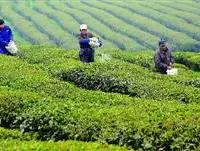 茶树种植技术：茶园怎么追肥？