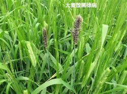 大麦种植：大麦的种传病害怎么防治？