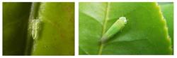 茶树种植技术：夏季茶园怎么防治害虫？