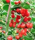 樱桃番茄种植：圣女果怎么样种植能高产？