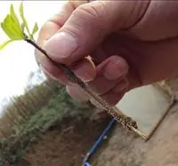 石榴树如何育苗？