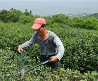 茶树种植技术：茶树怎么修剪？