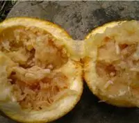 怎么防治柑橘大实蝇？