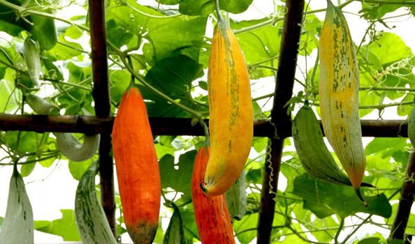 老鼠瓜怎么栽培？温室中老鼠瓜的种植与养护技巧