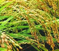 怎么避开高温影响水稻结实？