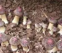 大球盖菇种植：栽培大球盖菇怎么覆土好？