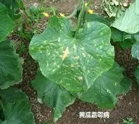 黄瓜栽培技术：黄瓜种植要防治哪些病害？