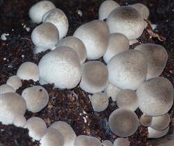 种植草菇有什么方法能增产？