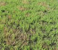 秧苗怎么防治水稻立枯病？