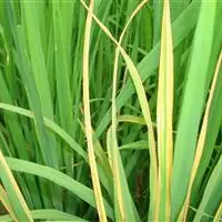 水稻病虫害防治：水稻白叶枯病打什么药好？