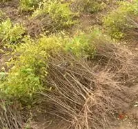 石榴树种植：石榴裂果有什么办法可以防治？