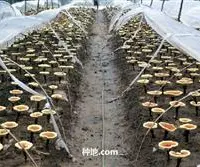 灵芝种植可以用桑枝来栽培么？