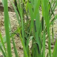 水稻中后期要防治哪些虫害？