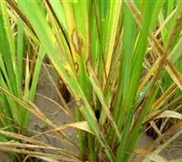 什么是水稻纹枯病？