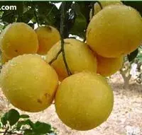 西柚（葡萄柚）种植技术及管理方法图片