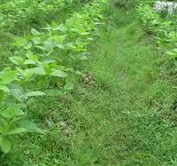 种植大豆怎么防治杂草？