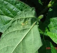 种植大豆怎么防治蚜虫？
