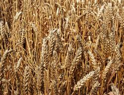 小麦收获期怎么防减产？