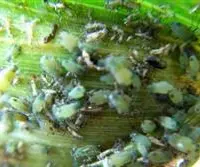 如何防治高粱蚜虫