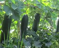 黑皮冬瓜怎么样种植好？