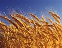 小麦适宜什么时候收割？
